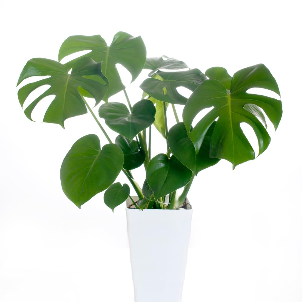 Monstera Plant Live, Starter Plant from 4-6 Inch Tall, Split Leaf Houseplant, Live Monstera Plants Indoor (Deliciosa)