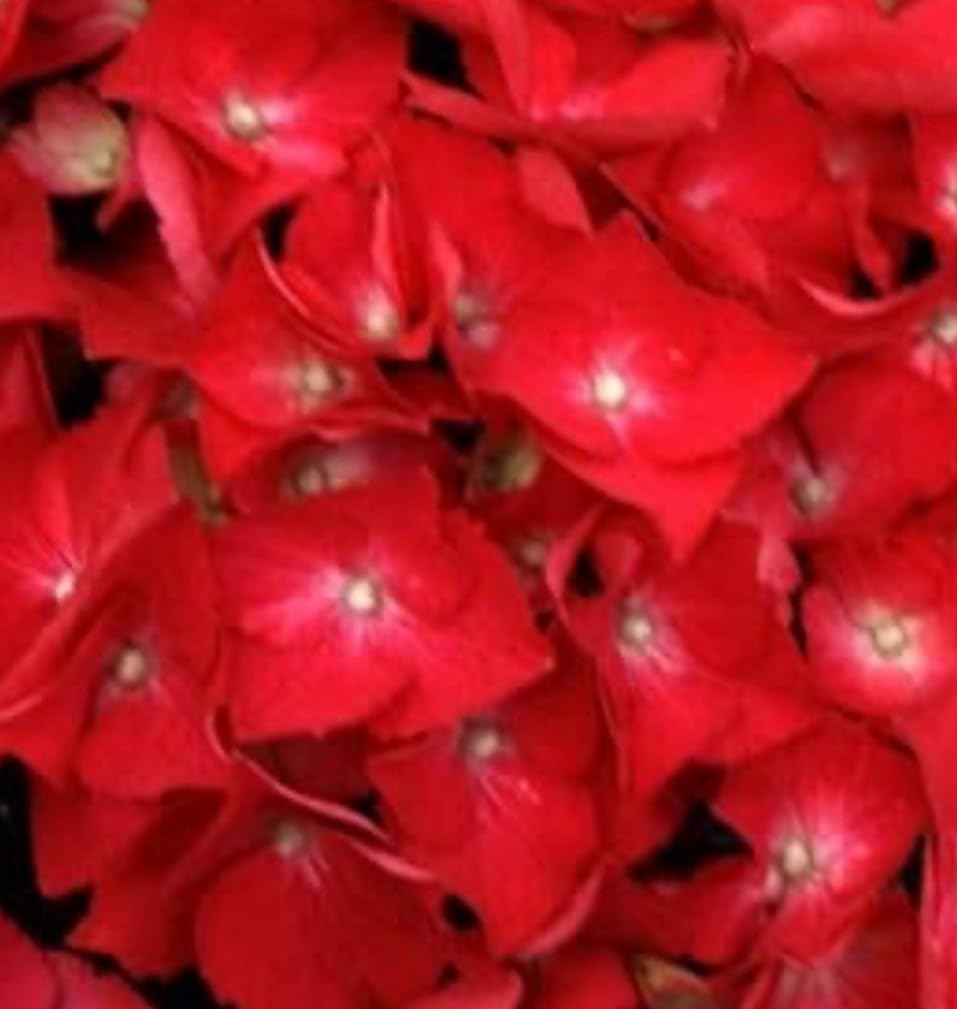 Live Plant - Hydrangea Well Rooted Starter Plant Blood Red Blooms!