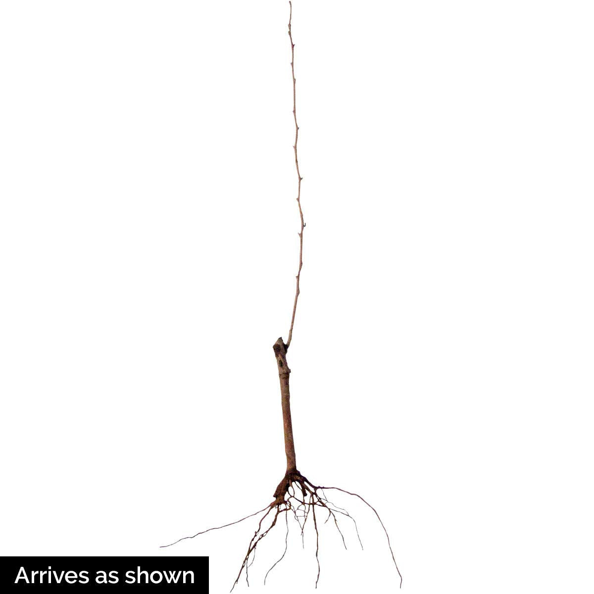 GURNEY'S - Chojuro Pear Standard Fruit Tree, Dormant Bare Root Starter Tree, 1-Pack, Due to State restrictions we Can't Ship to OR
