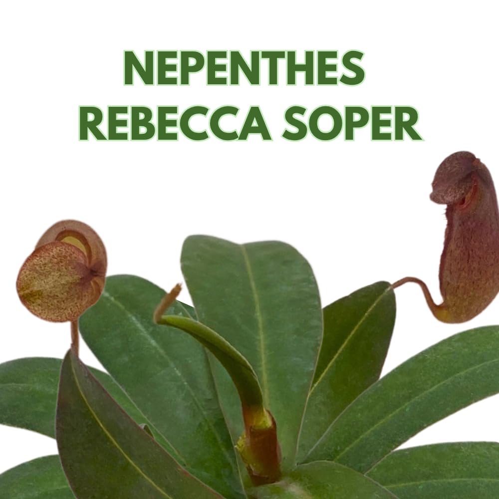BubbleBlooms Nepenthes Rebecca Soper in a 2 inch Pot Red Tropical Pitcher Carnivorous Plant