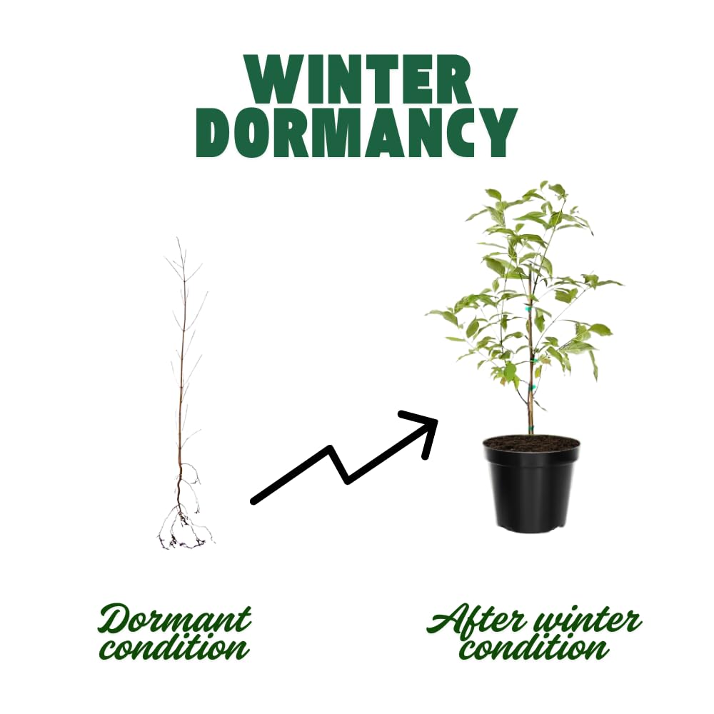 Oak Tree Live Plant, Oak Shades Tree in Quart Pot, Dormant in Winter, 6-12'' Tall, Ready to Grow Seedlings (Pin Oak)