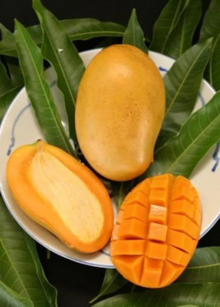 Live Plant - Grafted (Pineapple) Mango 2'-3'