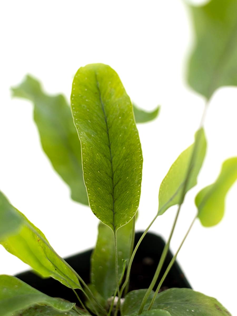 Sprig & Stone Live Mini Ferns Terrarium Plants (Blue Star)