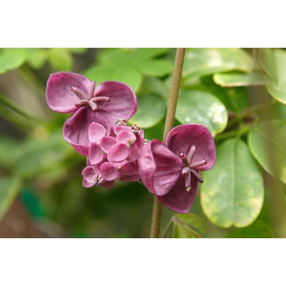 Chocolate Vine Perennial - Edible - Akebia quinata - 2.5" Pot