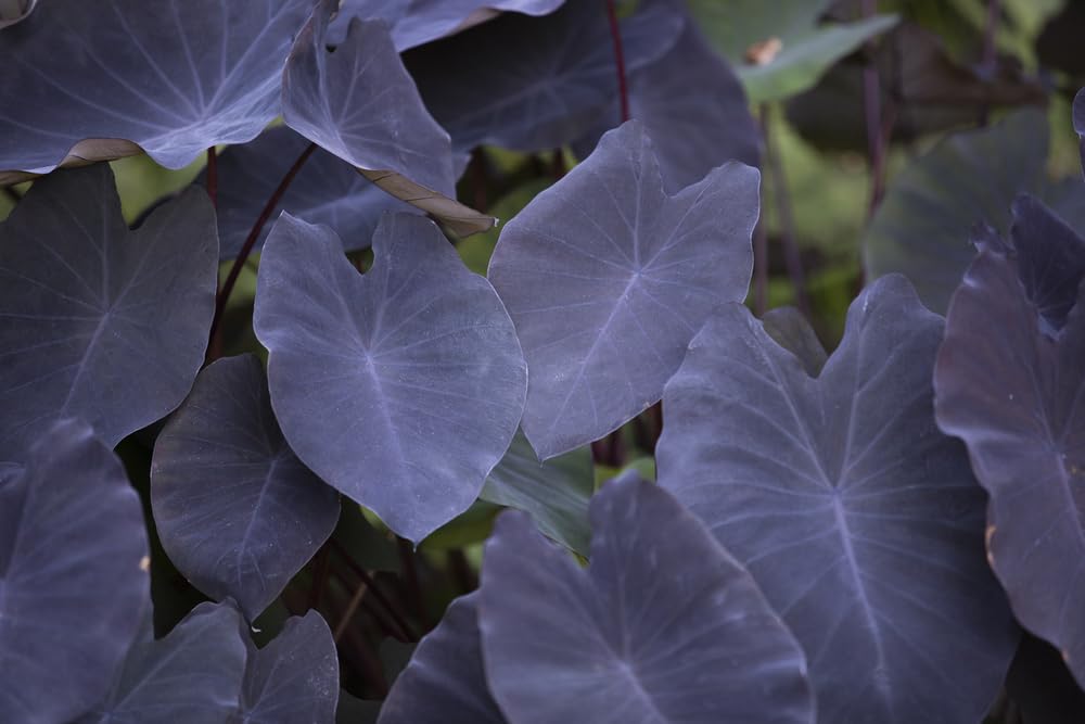 Black Magic Elephant Ear Bulbs for Planting - Grow Stunning Black Elephant Ears Plants - Colocasia Esculenta (5 Bulbs)