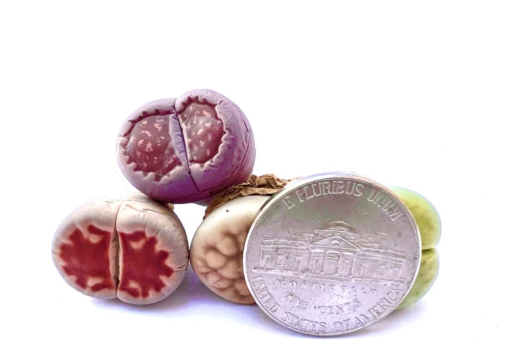 Pack of 10 Live Exotic Lithops Plant Large Size Rare Living Stone Seedling Perfect Terrarium Addition