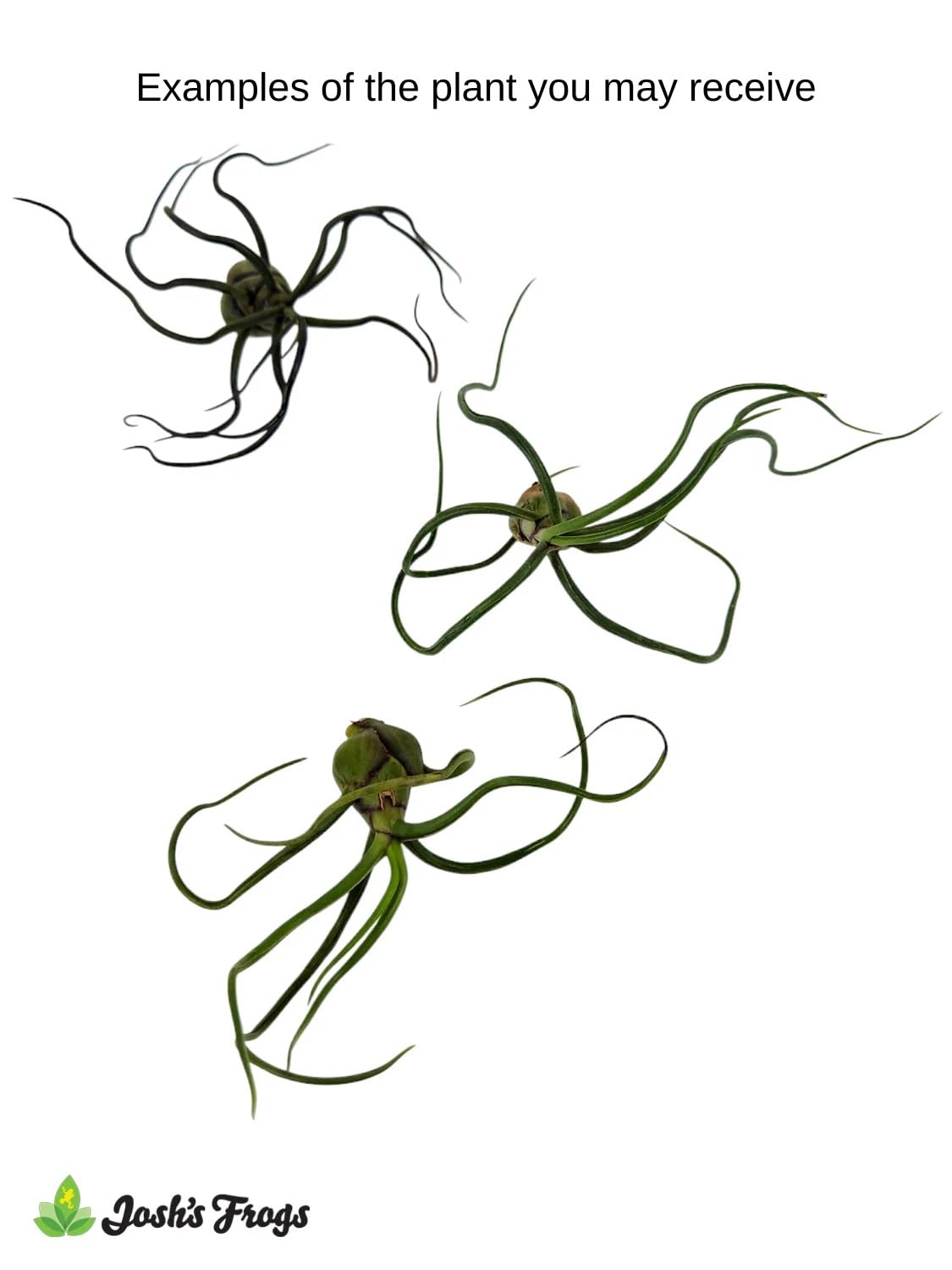 Josh's Frogs Tillandsia bulbosa Air Plant