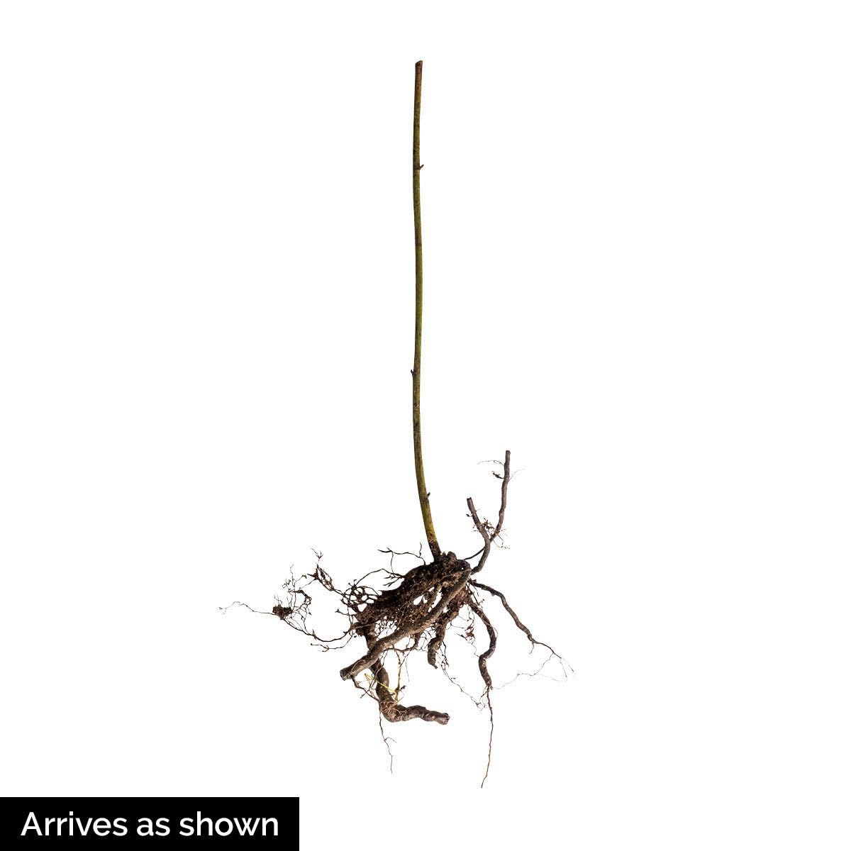 Thornless Boysenberry Dormant Bare Root Fruit Bearing Starter Plants - 2 Starter Plants per Offer