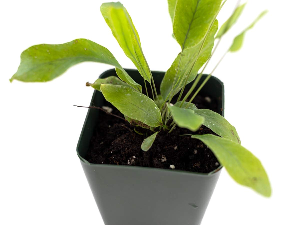Sprig & Stone Live Mini Ferns Terrarium Plants (Blue Star)