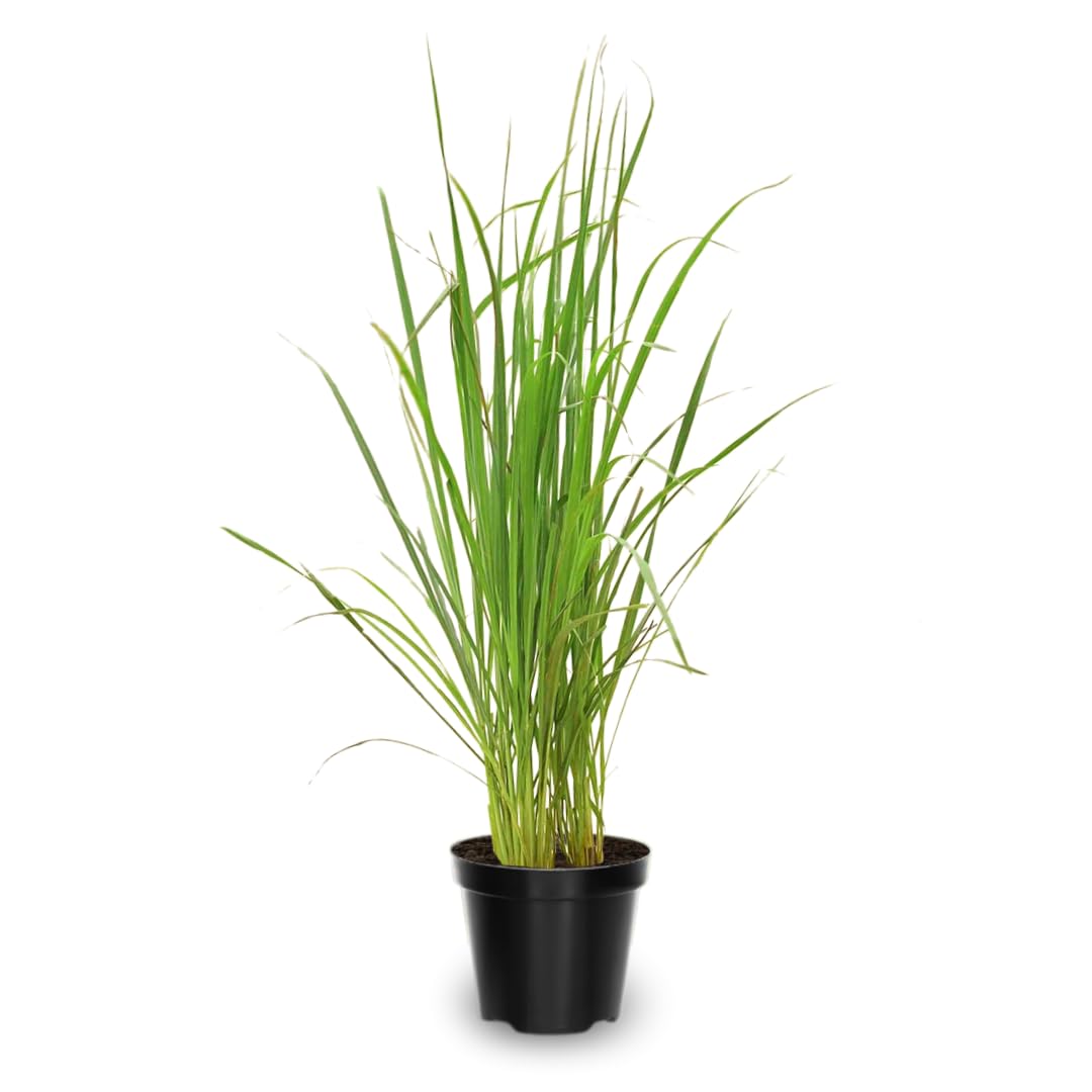 2 Lemon Grass Live Plants, Lemongrass Plant Pot 4'', 10 Inches Tall