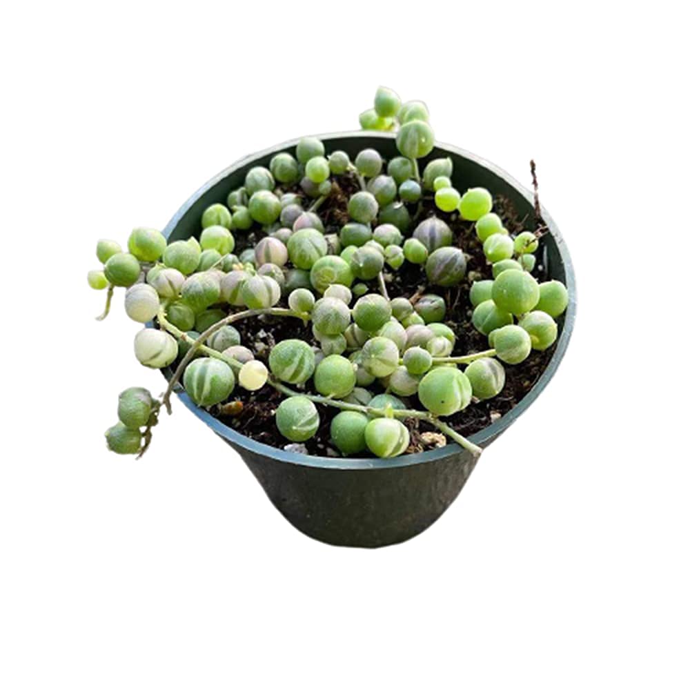 Live Succulent Plants String of Pearls Variegated(4" Pot)