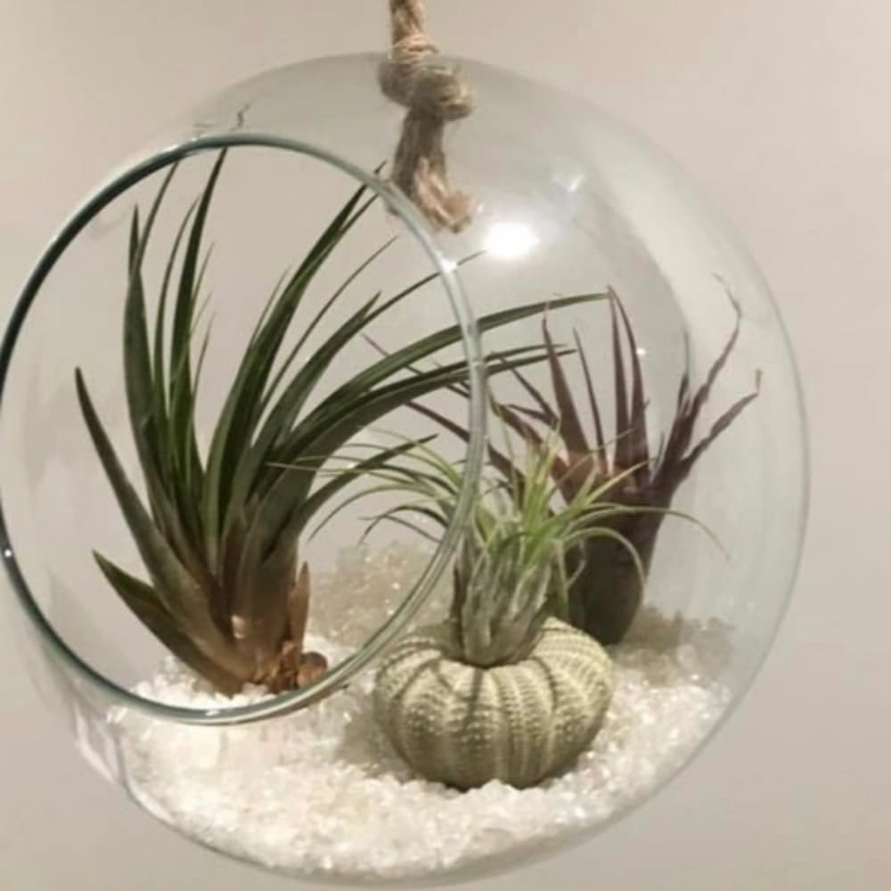 20 Tillandsia Air Plants, Live Succulents Indoor Plants, Assorted Airplants Variety for Decoration, Terrariums, and Office