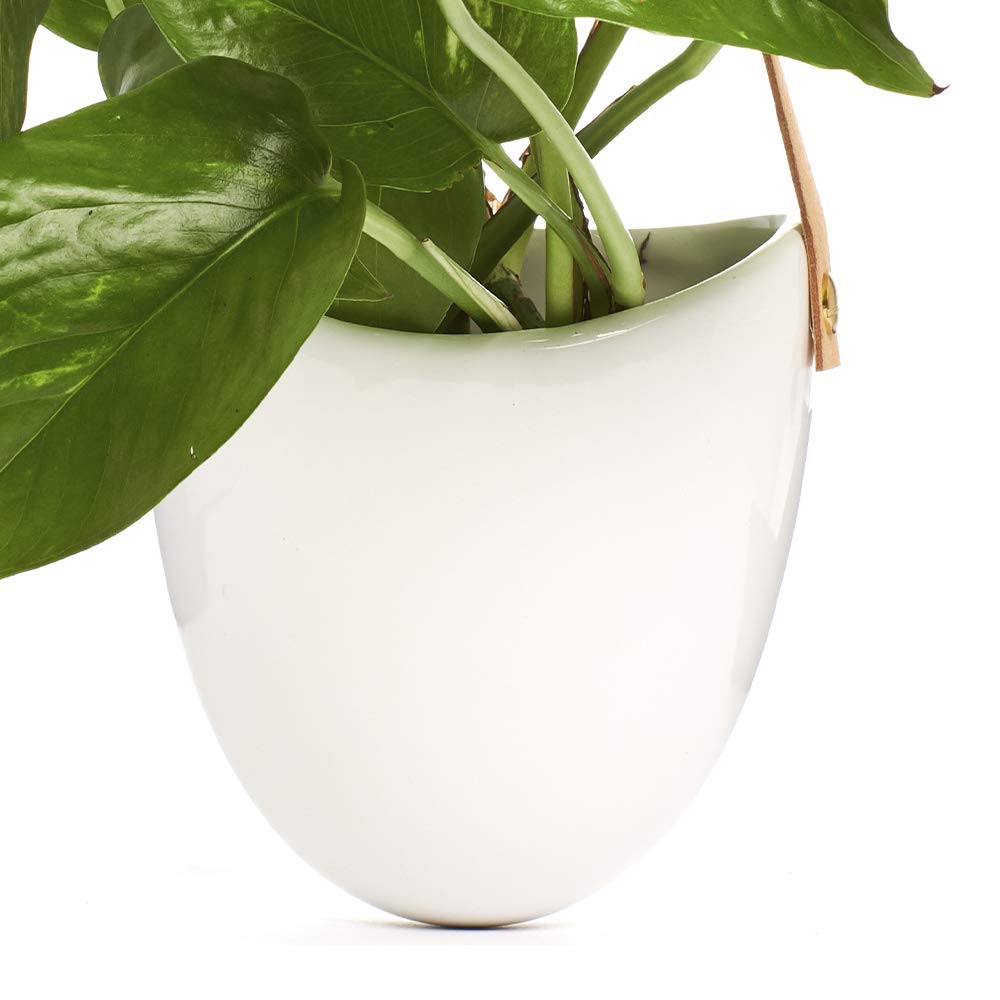 Shop Succulents | Hanging Ceramic Planter with Leather Strap with Live Pothos Houseplant Included