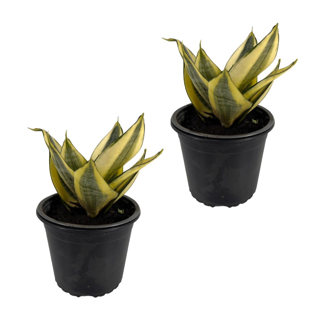 LEAL PLANTS ECUADOR Sansevieria Sunny Star (Pack of 2)| Sansevieria Laurentii – Sansevieria trifasciata Indoor Plant, Variegated Snake Plant, Unique Gift for Plant Lovers