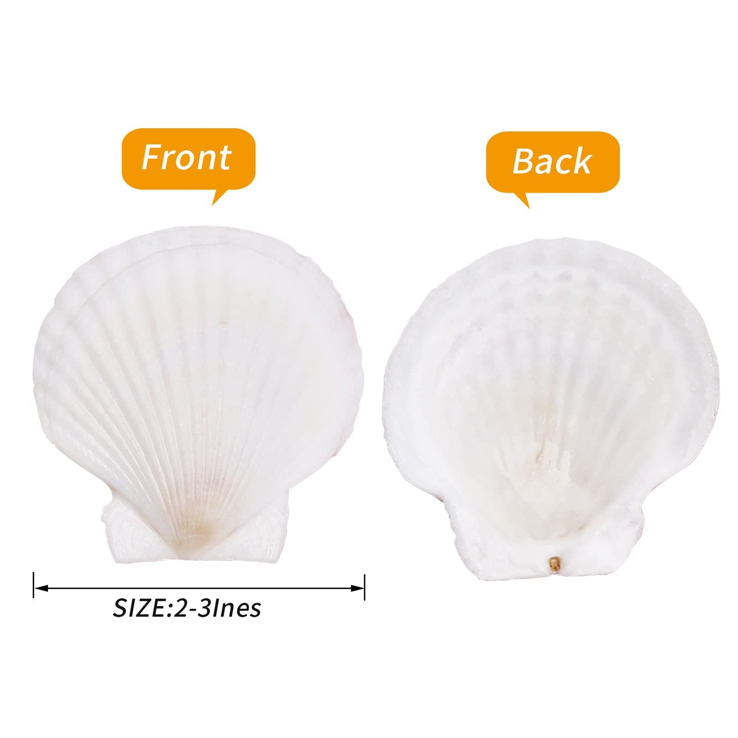 WeDoSoy 30PCS Natural Scallop Shells White Sea Shells for Decorating from Sea Beach Real Seashells for DIY Craft Painting Ocean Themed Party Wedding 2''-3''
