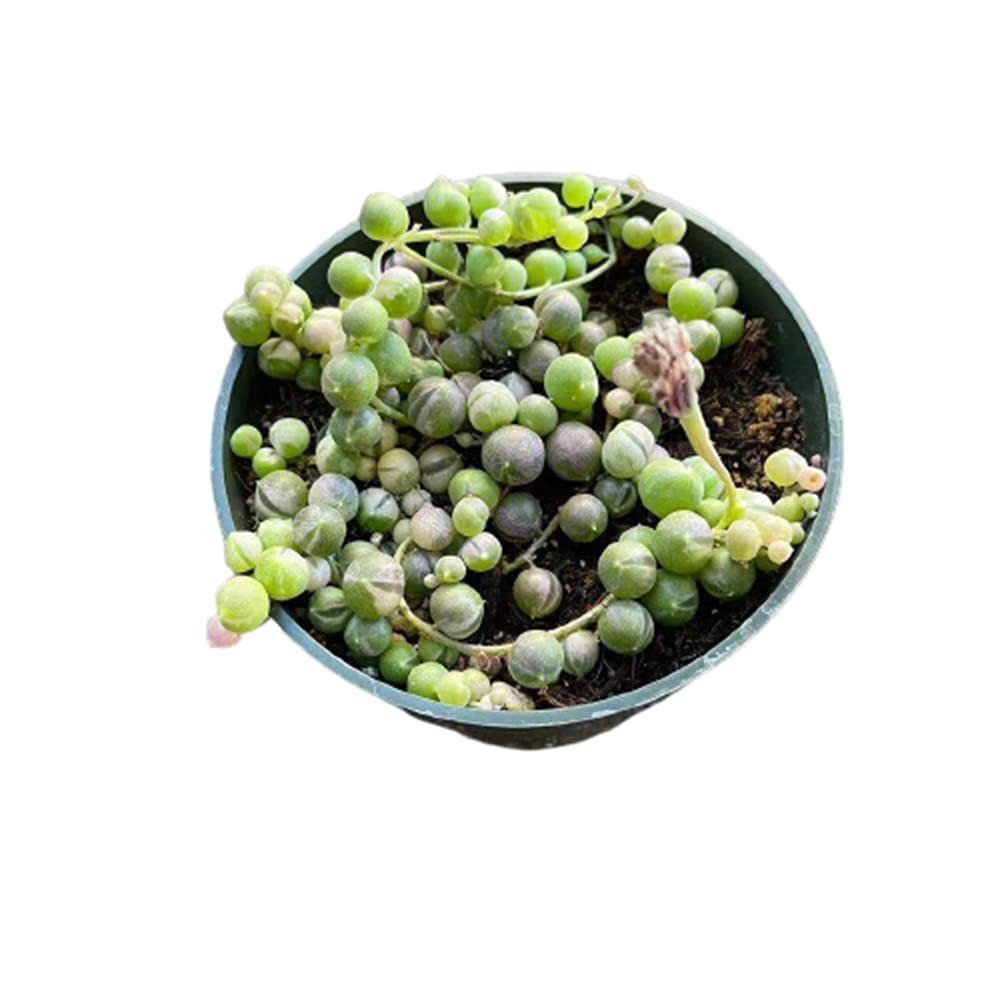 Live Succulent Plants String of Pearls Variegated(4" Pot)