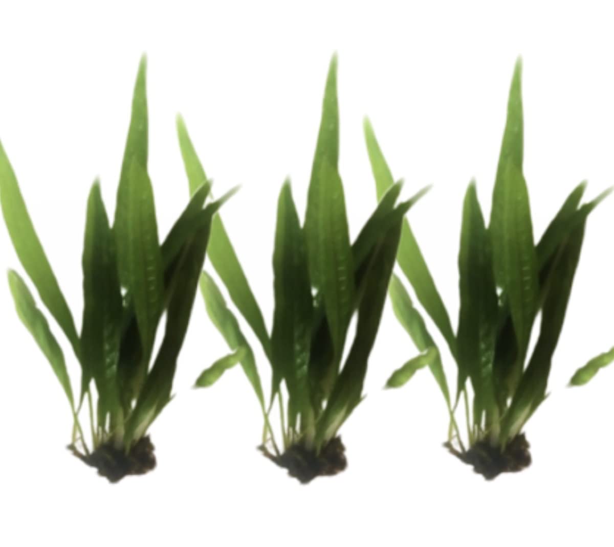 Marcus Fish Tanks - 3X Java Fern Microsorum Pteropus Easy Live Aquarium Plants Aquatic Fish Tank Plants