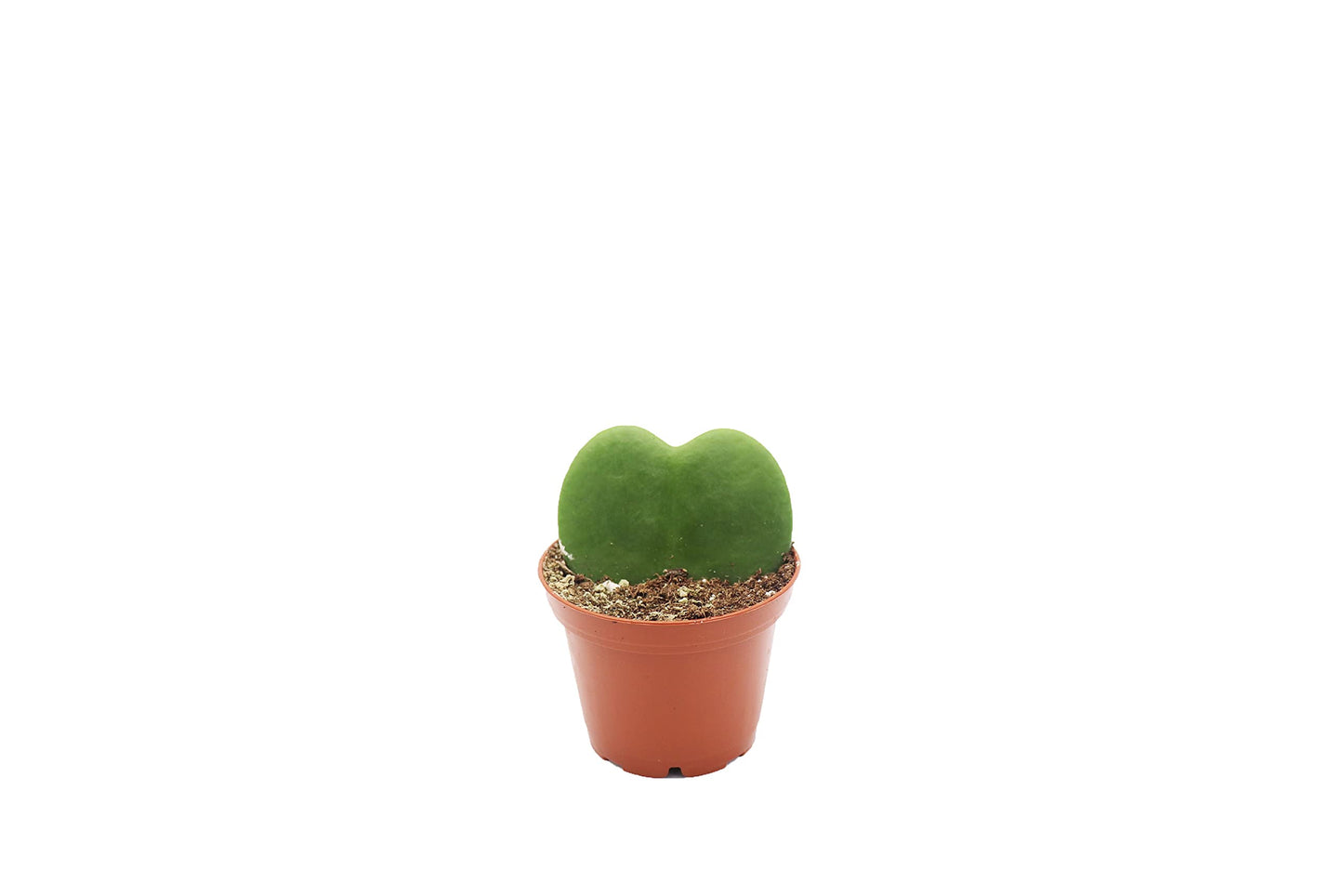 Hoya Kerrii Single Leaf - 3" from California Tropicals