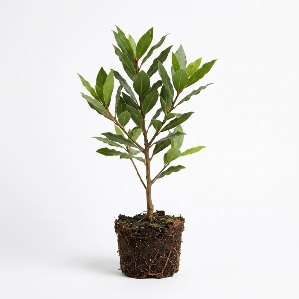 Bay Laurel Plant, Bay Leaf Plant Live, 4-6 Inch Size, Low Maintenance Aromatic Herb for Sunny Porches and Home Décor