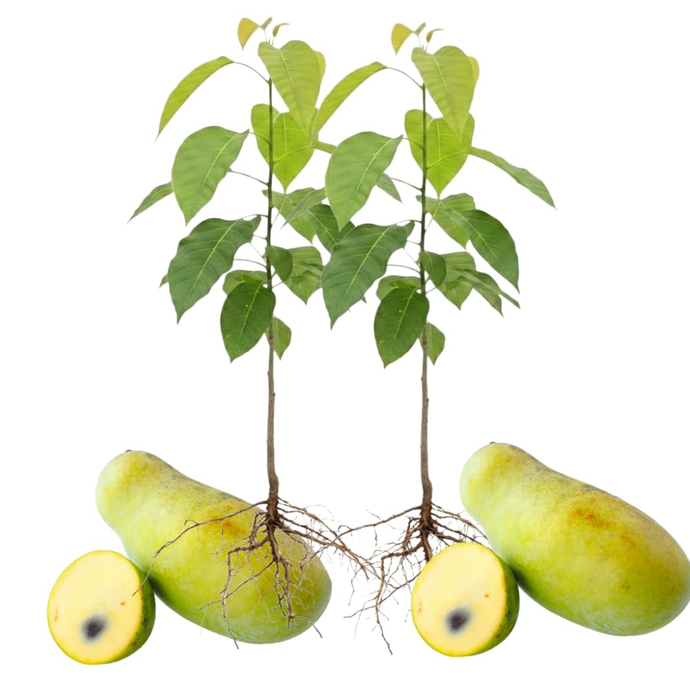 3 Pawpaw Trees Live Plants, 1 Year Old Paw Paw 7 to 12" Tall Bare Roots, Dormant in Winter