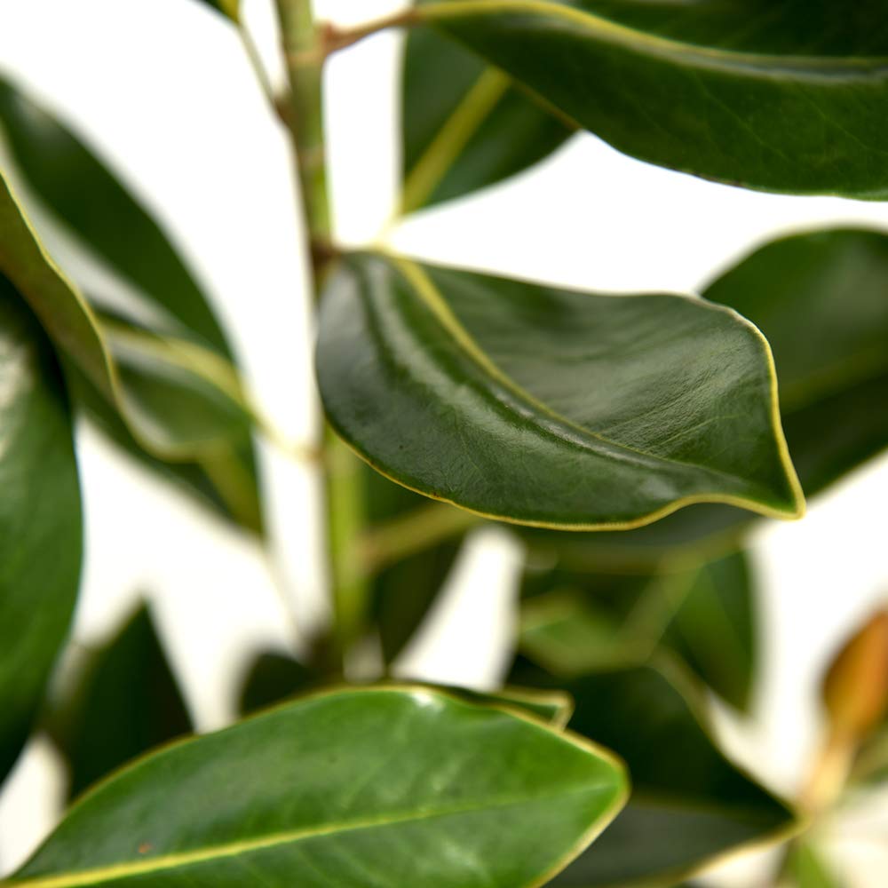 Perfect Plants Little Gem Magnolia Live Plant, 4-5', Includes Care Guide