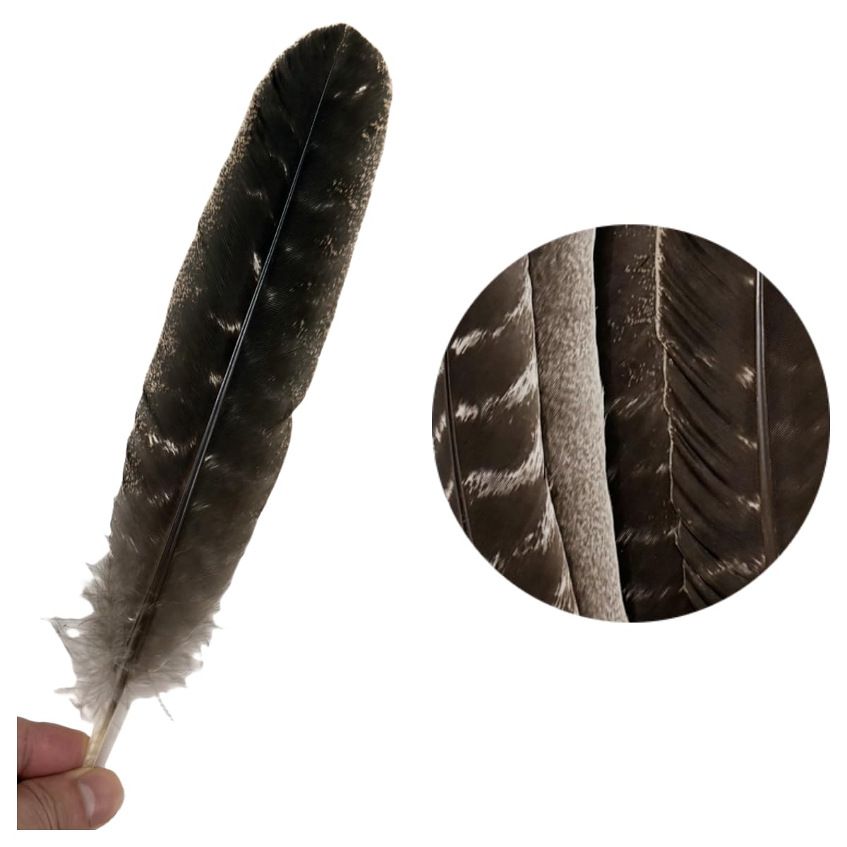 Turkey Wing Feathers,Natural Big Long Feather,11-13 inches (28-33cm),Large Size Bilateral Feathers,Left and Right Wings for Crafts,Bulk 12pcs (Natural Turkey Wing-1)