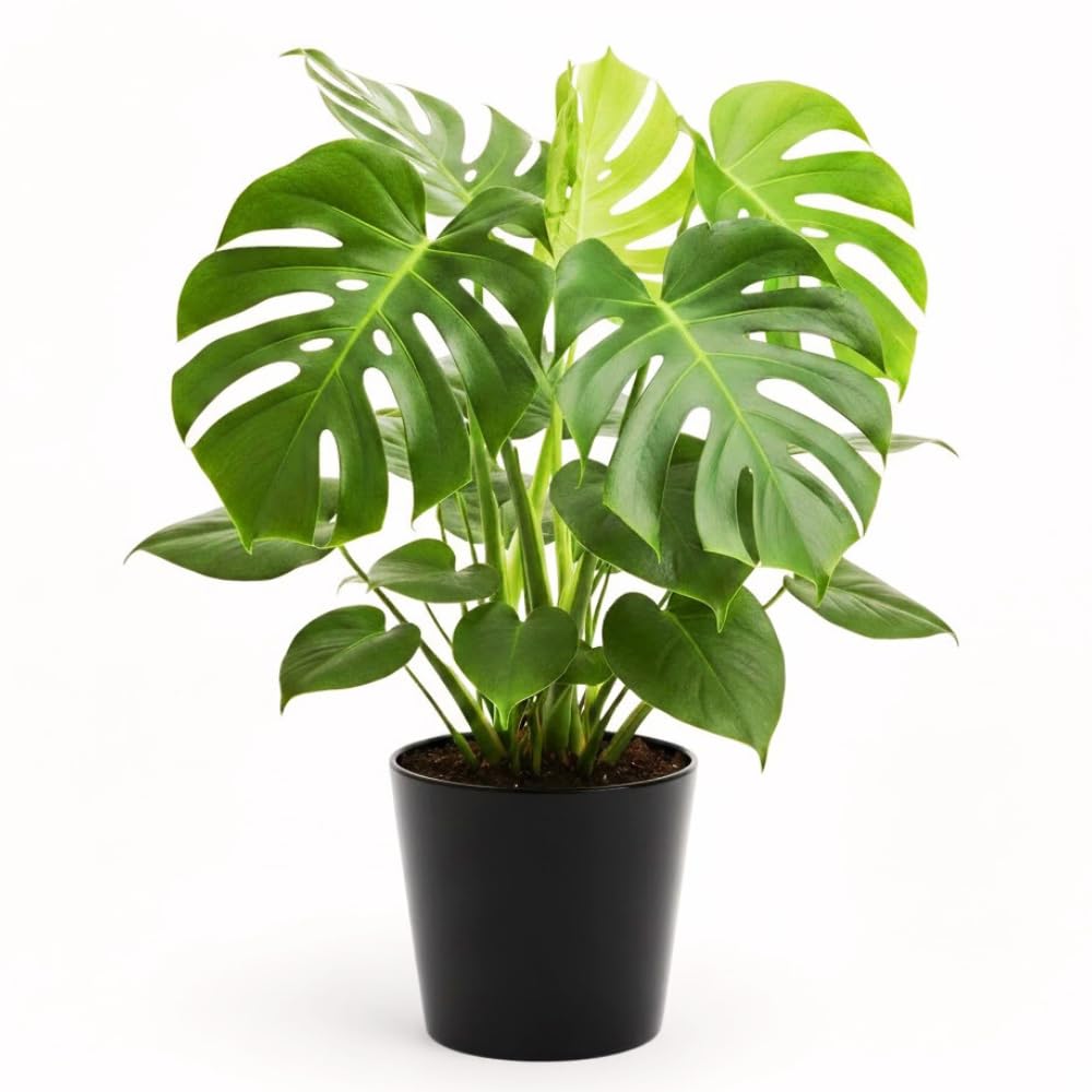Monstera Plant Live, Starter Plant from 4-6 Inch Tall, Split Leaf Houseplant, Live Monstera Plants Indoor (Deliciosa)