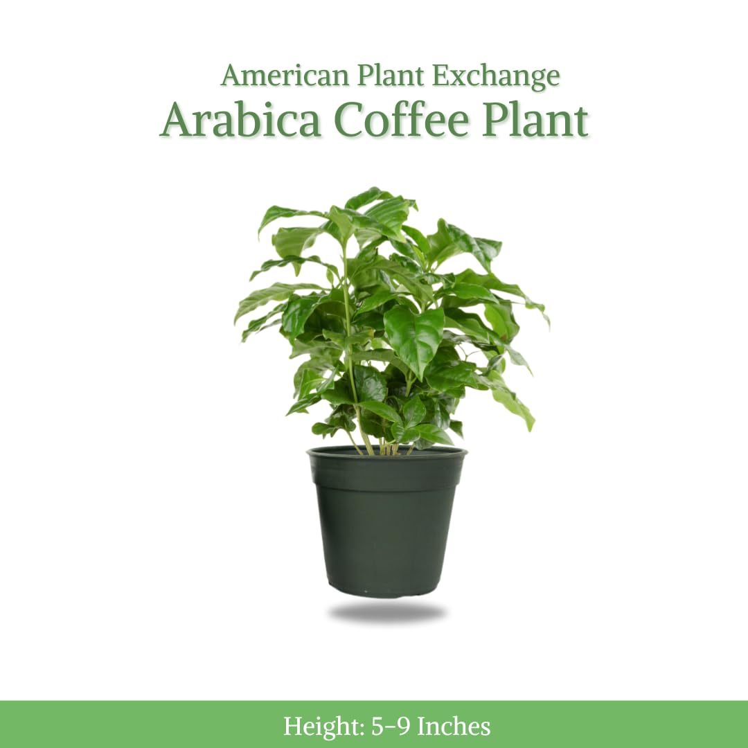 American Plant Exchange Arabica Coffee 3 Pack Fuit Producing Live Plants, Three 4" Pots, Fragrant White Flowers