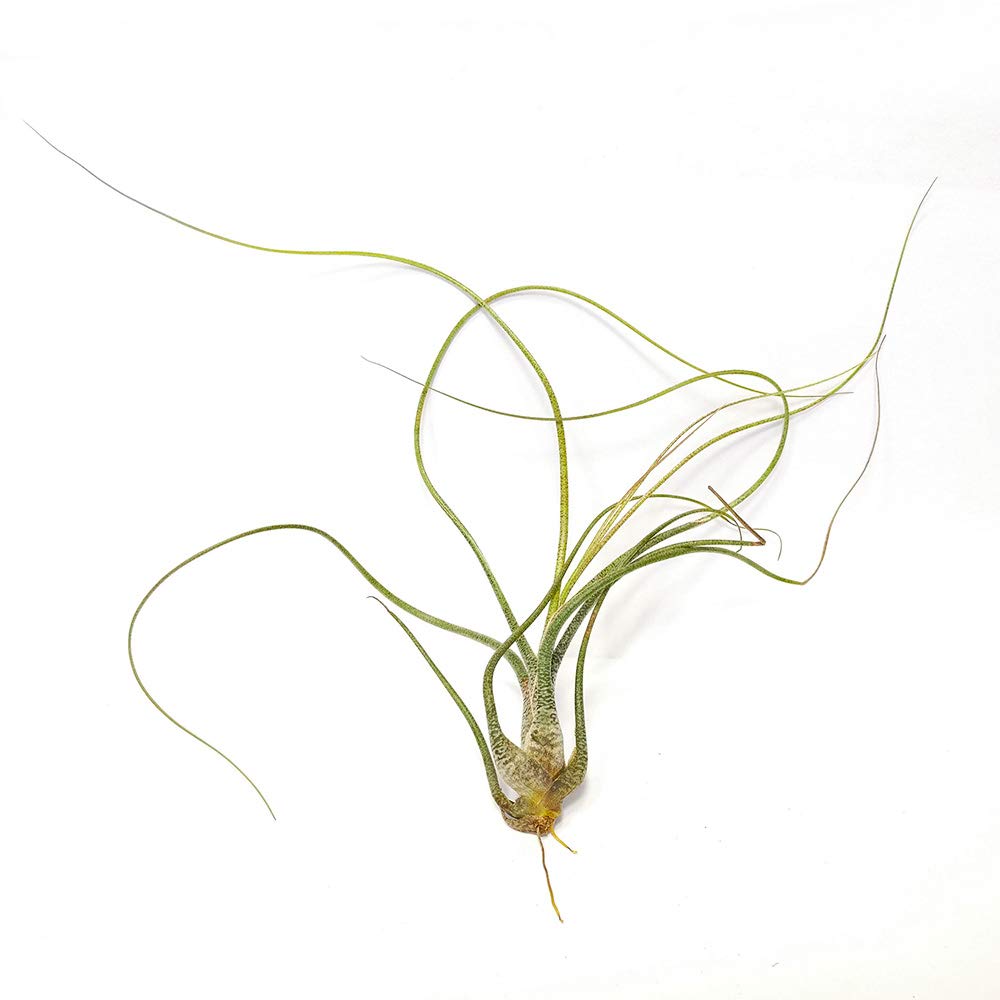 Tillandsia Butzii Air Plant (6''-8'')