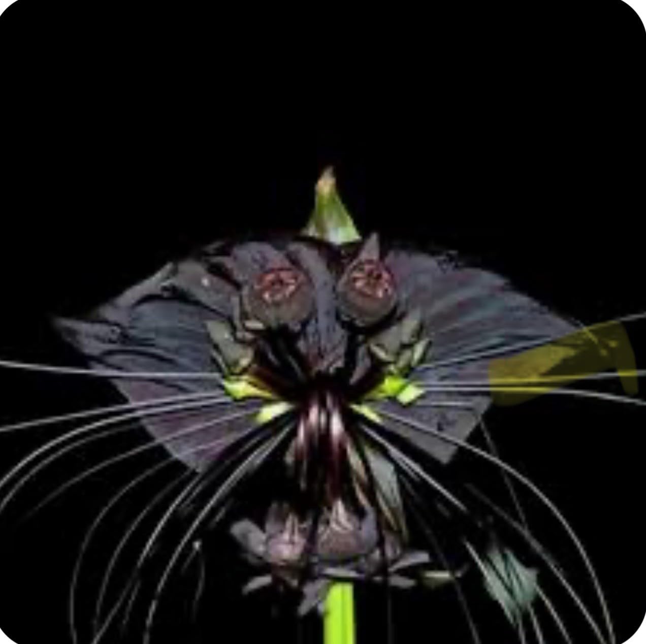 Live Plant - Black Bat Flower-Tacca Chantrieri-Aka Black Lily-Small Rooted Starter Plant