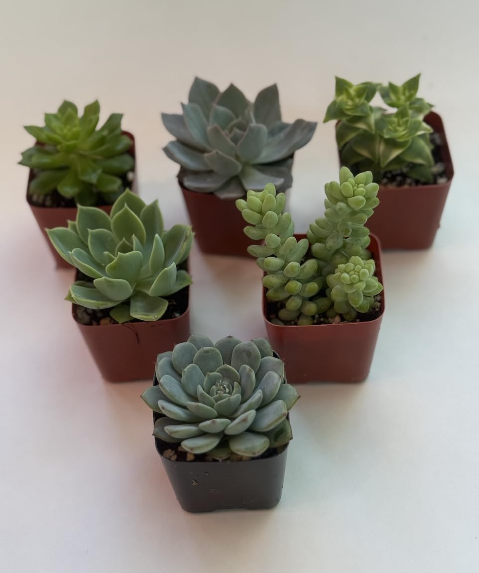Live Succulent Plants, 2 Inch Mini Potted Assorted Varieties, Indoor Garden Collection (20)