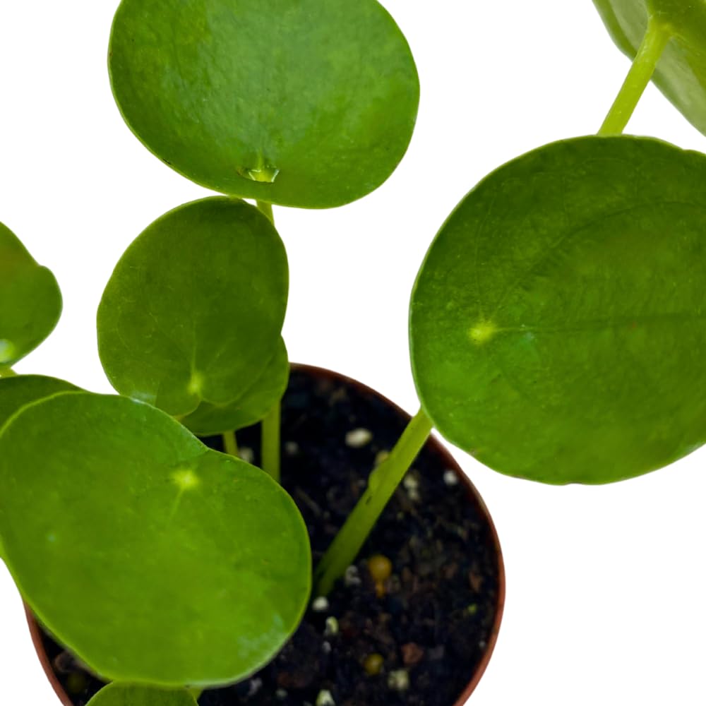 BubbleBlooms Chinese Money Plant Pilea Peperomioides in a 2 inch Pot