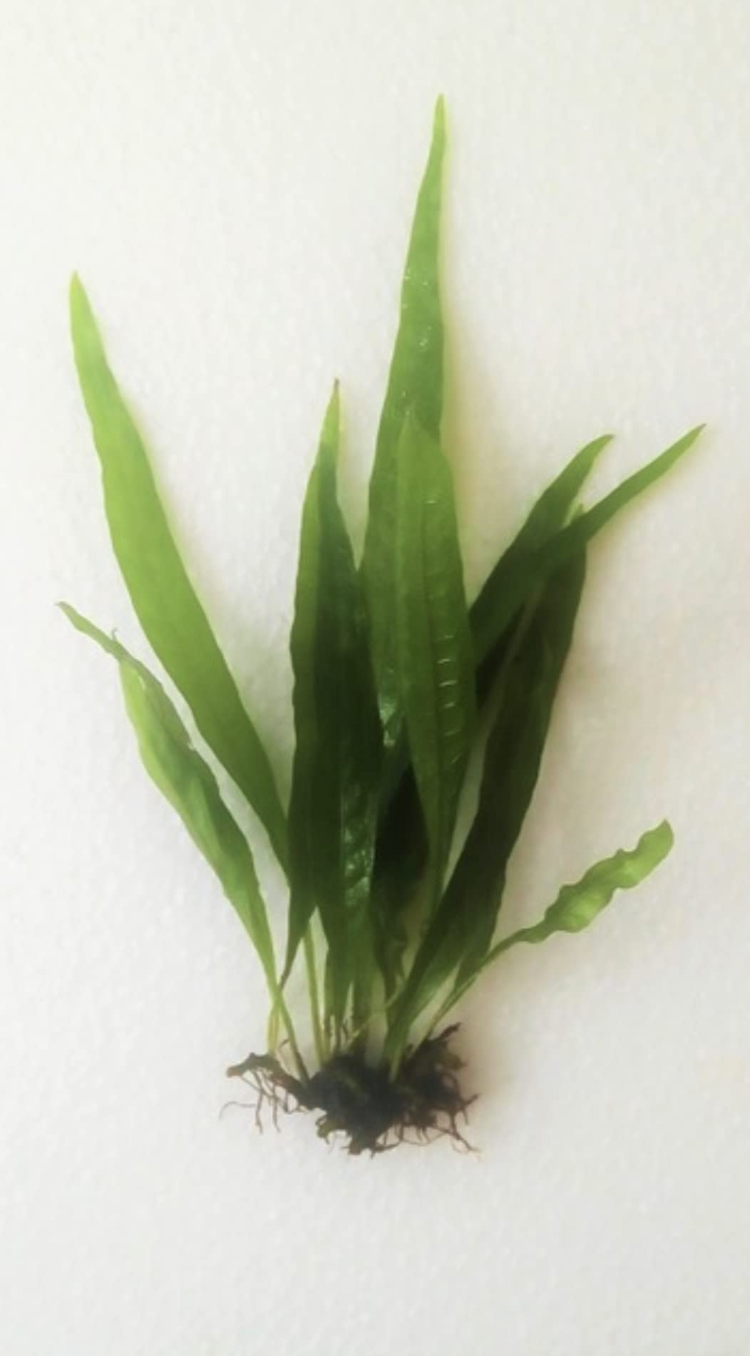 Marcus Fish Tanks - 3X Java Fern Microsorum Pteropus Easy Live Aquarium Plants Aquatic Fish Tank Plants