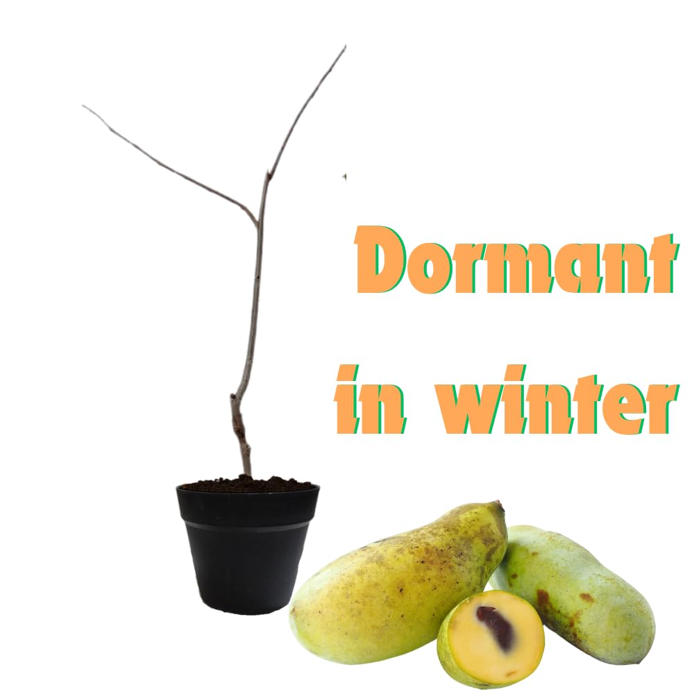 Pawpaw Tree Live Plant, Paw Paw Trees Plants Live in Quart Pot, Asimina Triloba Trees for Planting, 6-12" Tall Live Plants