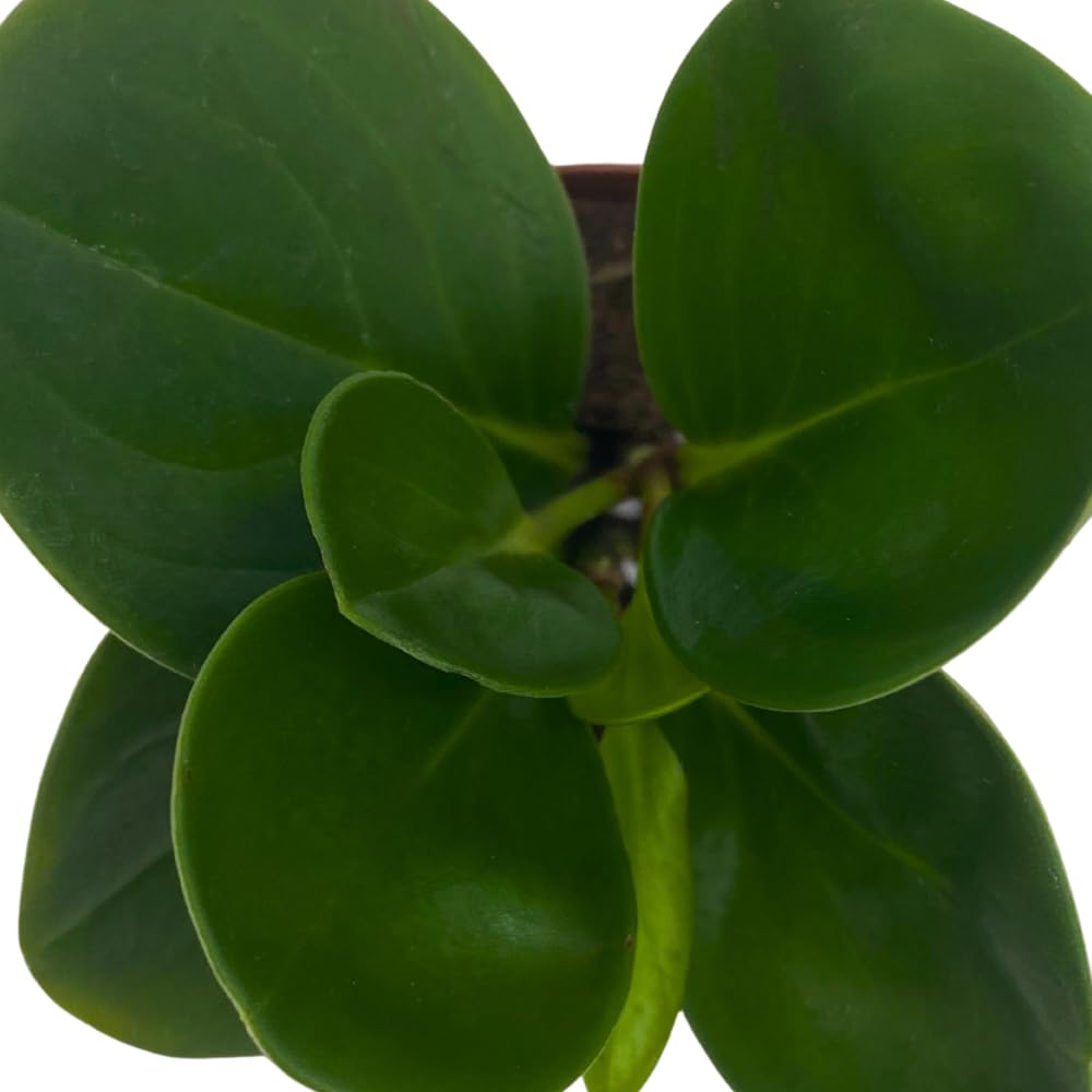 BubbleBlooms Peperomia Obtusifolia Green Marble Plant in a 2 inch Pot Rubber Spoonleaf Tiny Mini Pixie