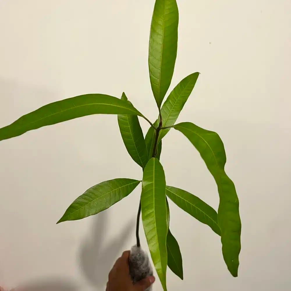Live Plant - Mango Mahachanok (mangifera) Tropical Fruit Tree 12″-24″