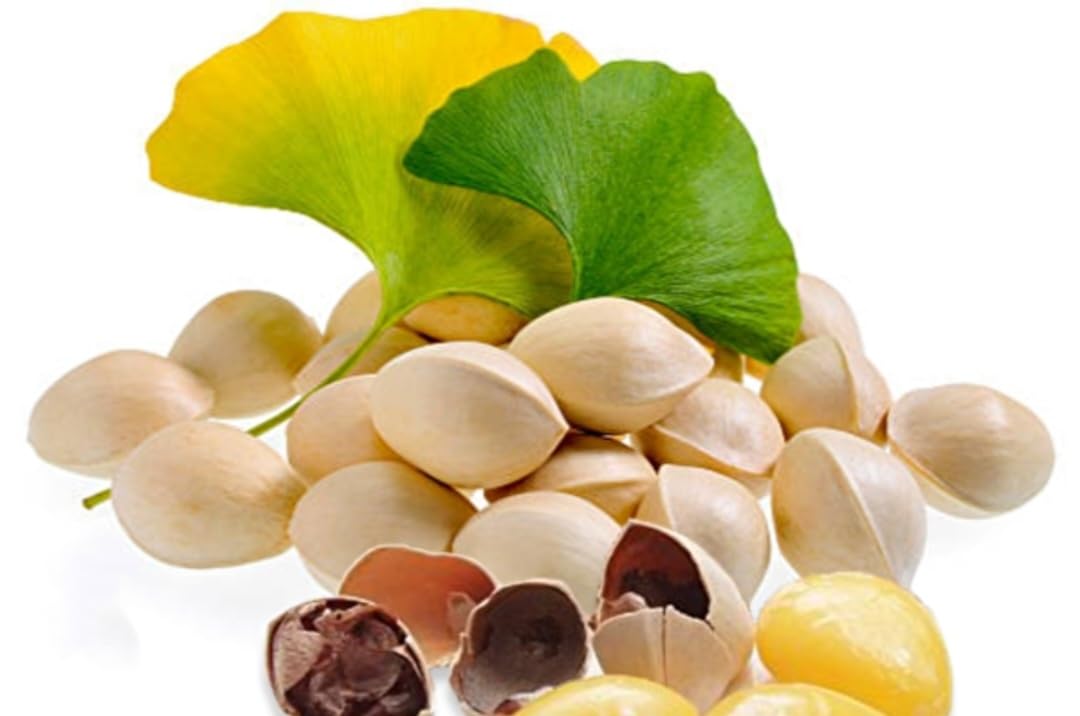 25 Ginkgo Biloba Seeds,Rare Ginkgo Unique Leaves Bright Yellow Maidenhair Tree Seeds