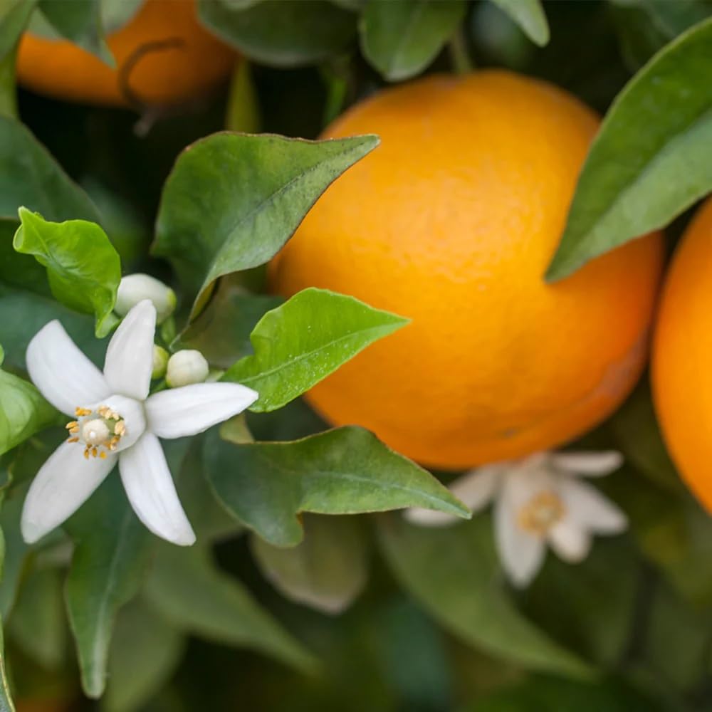 Brighter Blooms - Calamondin Orange Tree, 1-2 ft. - No Shipping to AK, AL, AZ, CA, FL, GA, HI, LA, MS, OR, TX