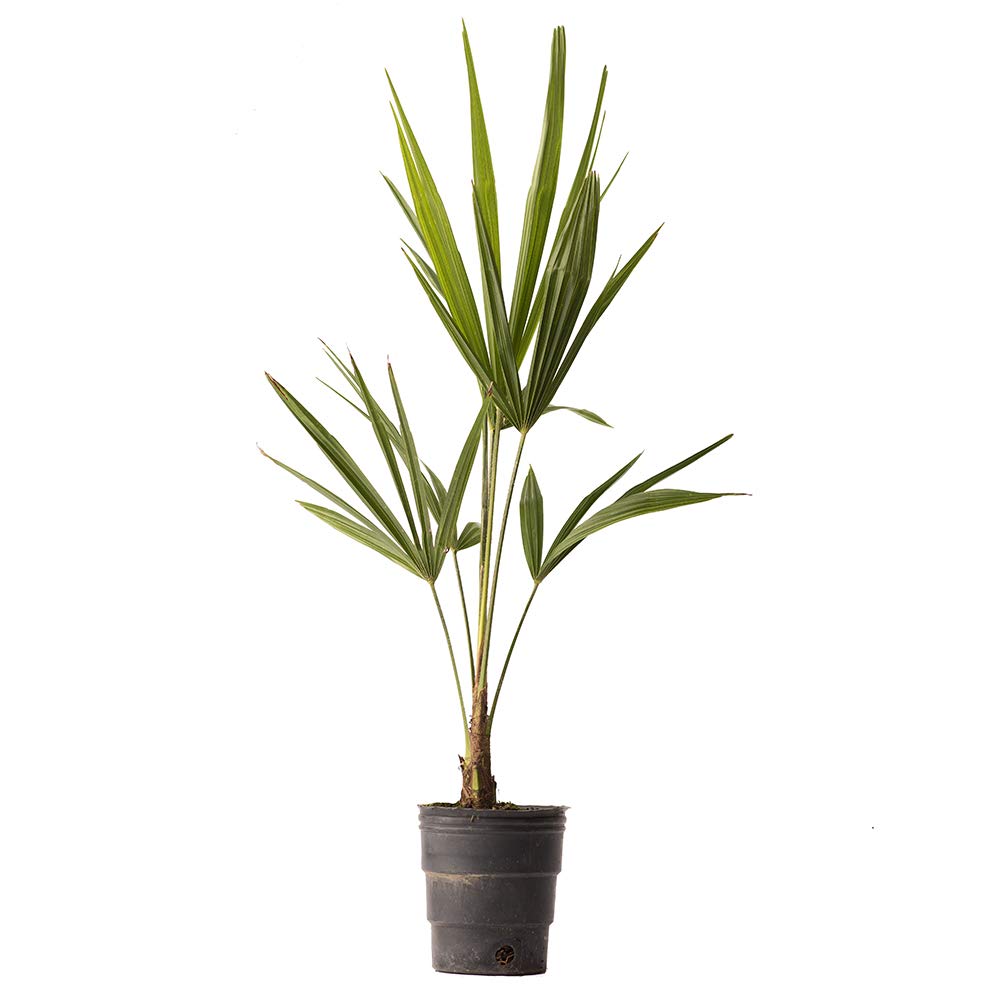 American Plant Exchange Live Windmill Palm Tree, Chusan Palm Tree, Plant Pot for Home and Garden Decor, 4" Pot, Pack of 3