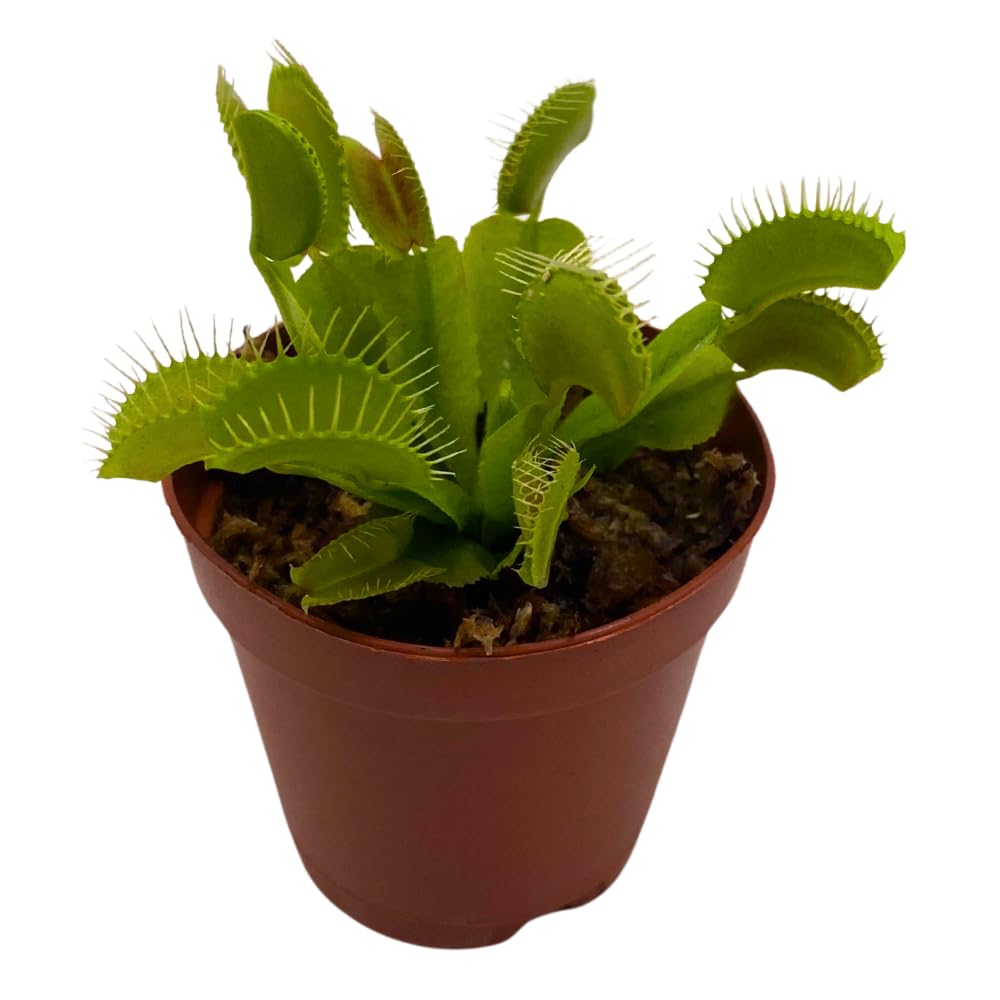 BubbleBlooms Carnivorous Plant in 2 inch Pot, Perennial Living Bug Catcher Tiny Mini Pixie Plant