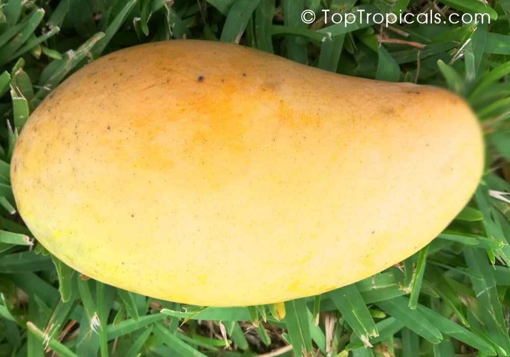 Live GRAFTED Orange Sherbet Mango Tree – Tropical Fruit Plant, 3–4 FT Tall, Ships in 3 Gallon Pot. No Ship to CA and Hawaii.