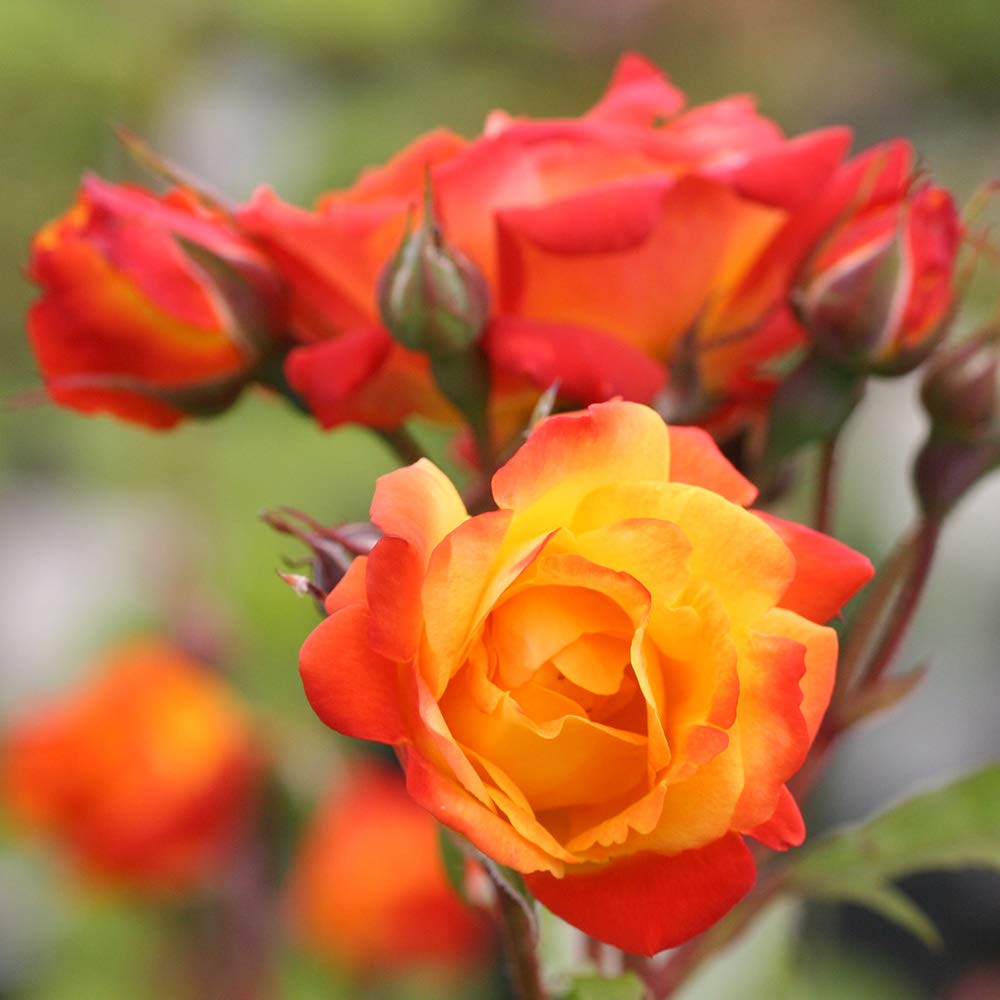 Heirloom Climbing Roses, Live Own Root Plant for Outdoor Garden, Piñata, Lightly Fragrant, Hardiness Zones 5-10, Continual Blooming