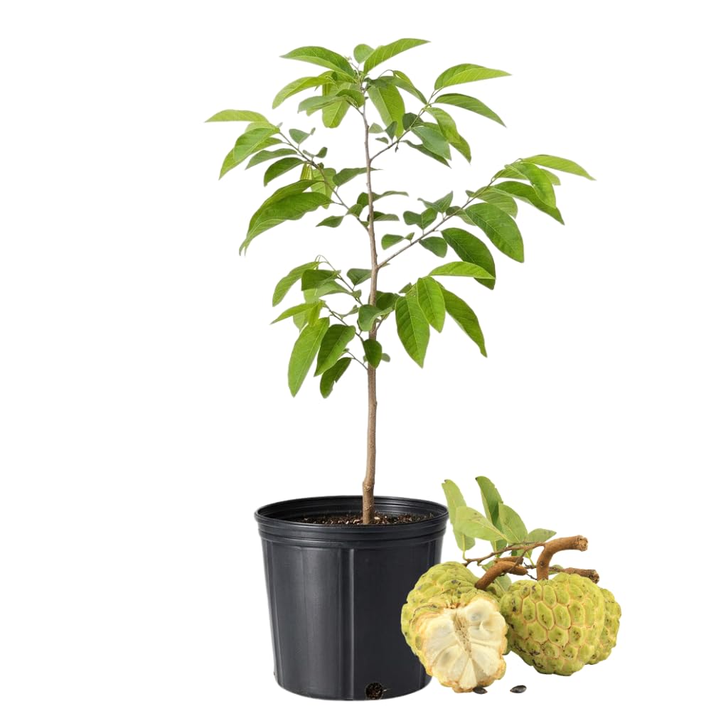 Green Sugar Apple Tree Live Plant, Tropical Custard Apple Fruit Plant, 1-2 Ft Tall in 1 Gallon Pot, Hardy, Cold Climate Ready, No Ship to CA,HI,AK