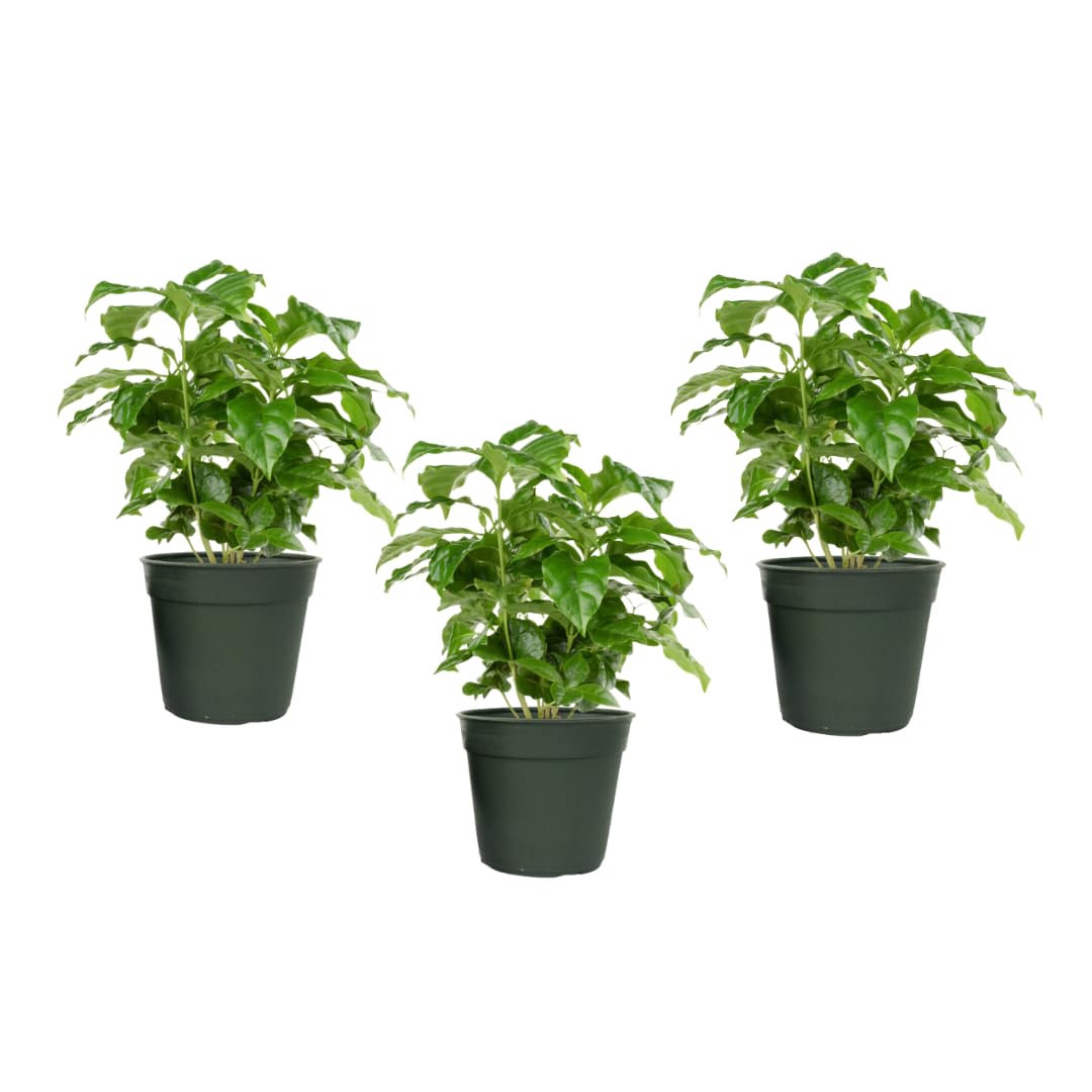 American Plant Exchange Arabica Coffee 3 Pack Fuit Producing Live Plants, Three 4" Pots, Fragrant White Flowers