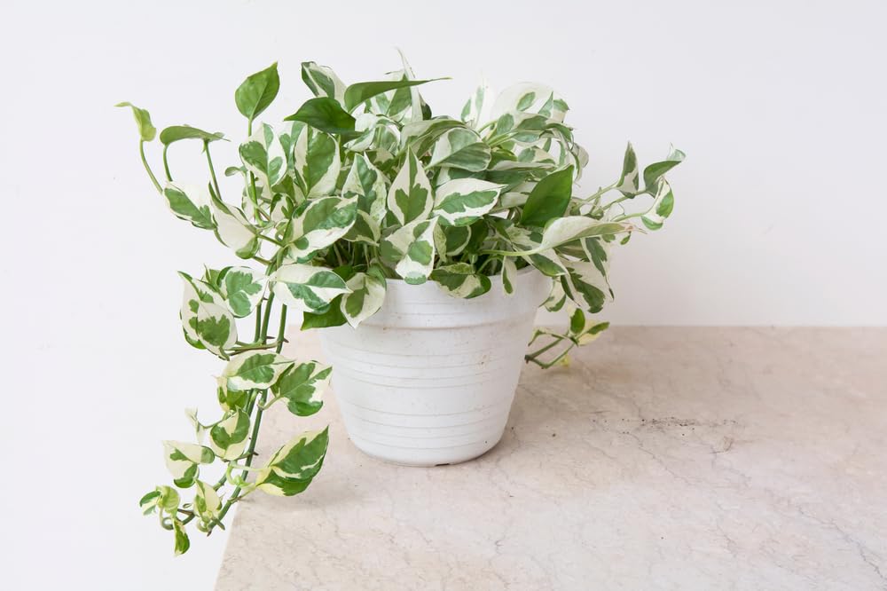 Pearl & Jade Pothos - 2 Inch Potted and Rooted - Great Indoor Plant - Air Purification - Easy Care