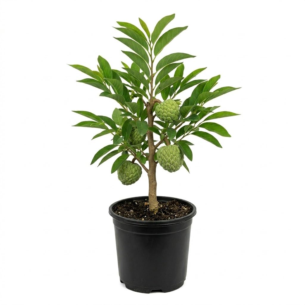 Green Sugar Apple Plant Live in Half Gallon Pot, Sweet Sugar Apple Plant Well Rooted 6-10'' Tall, Annona Squamosa for Planting