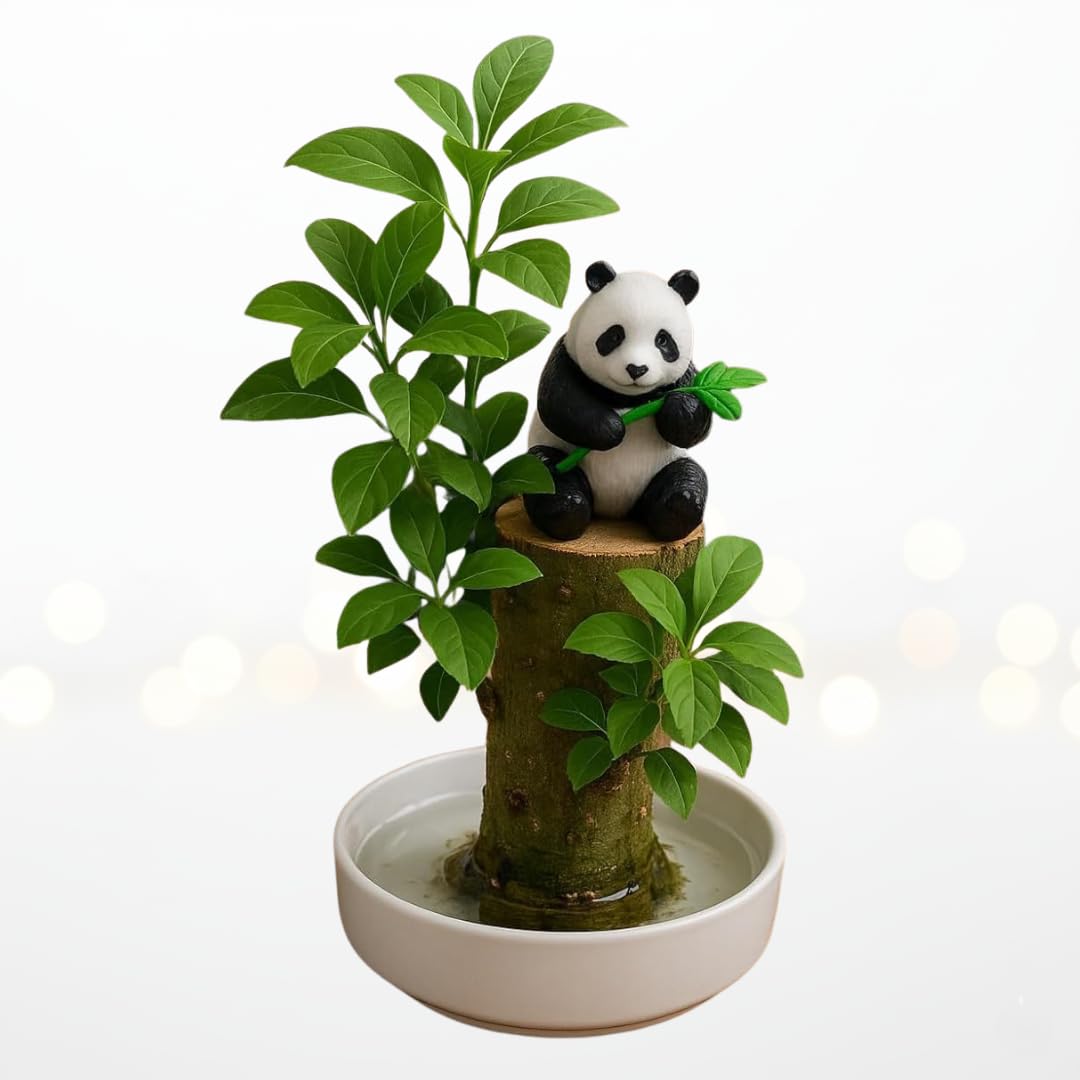CZ Grain Lucky Office Desk Planter with Panda – Brazilian Willow Wood Tree, Thick Trunk, Fast Sprouting, Modern Desktop Decor - Living Gift - Calming Nature Presence