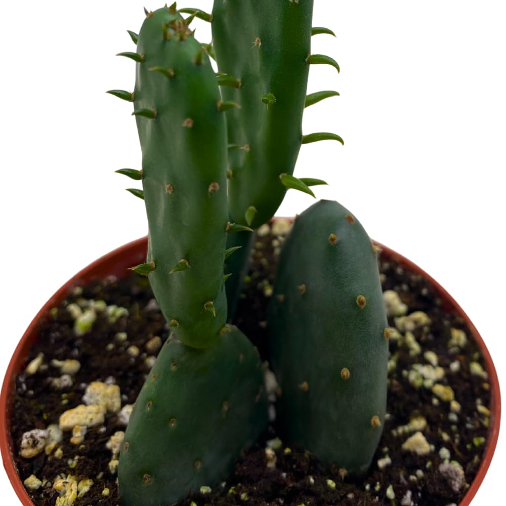 BubbleBlooms Opuntia ficus-Indica, Prickly Pear Cactus, Rare Cactus in a 4 inch Pot Well Rooted