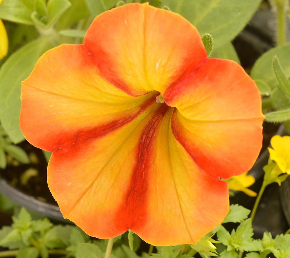 Generic 200PCS Petunia Flower Seeds Orange Yellow