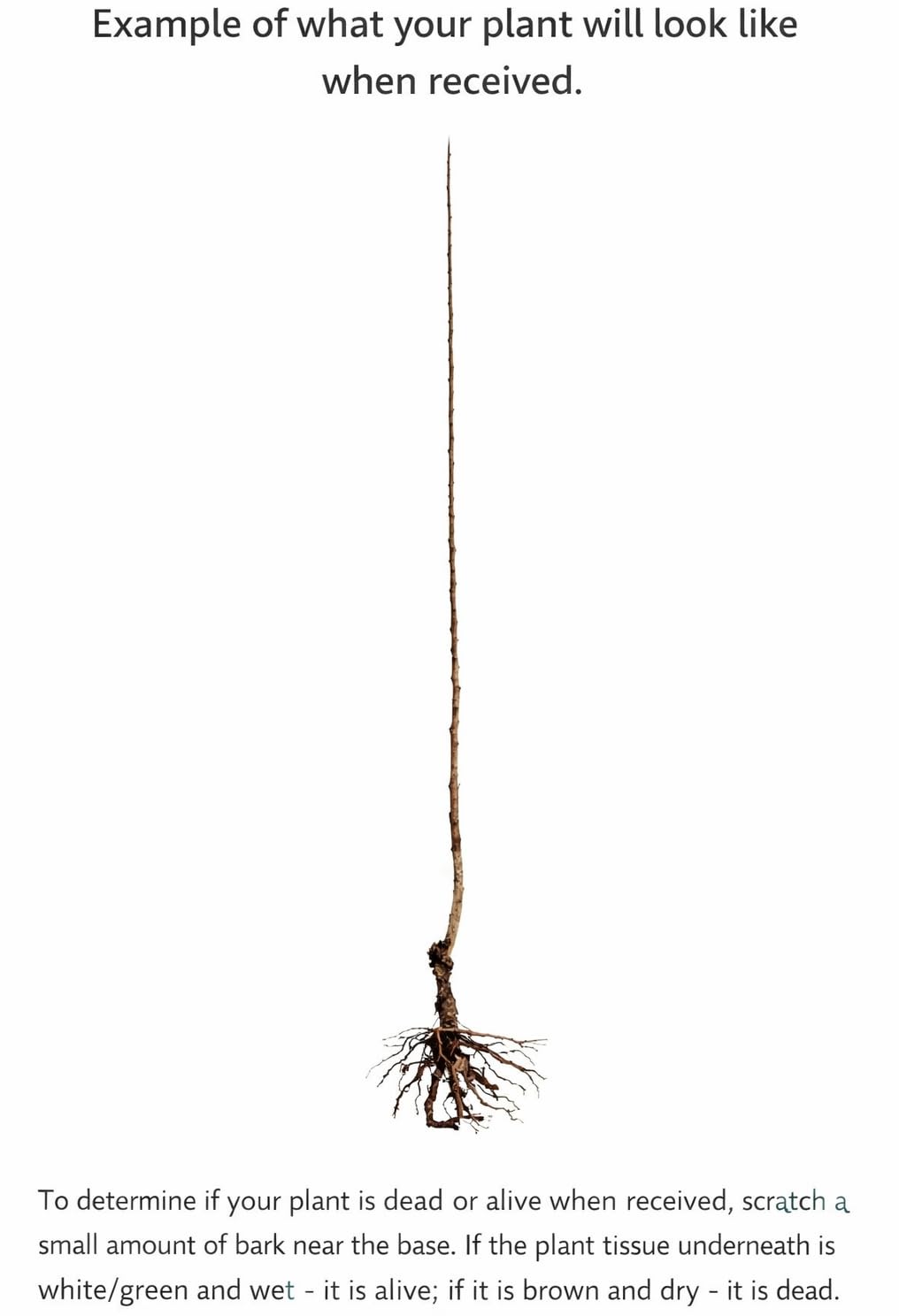 2 Purple Leaf Sand Cherry Trees/Shrubs - 2-3 Foot Tall Live Plants - Purpleleaf Cistena Plum Bushes - Prunus x cistena - (2 Pack)